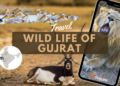Wildlife of Gujarat: A Haven for Nature Enthusiasts