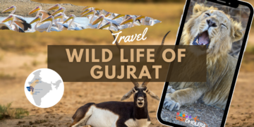 Wildlife of Gujarat: A Haven for Nature Enthusiasts