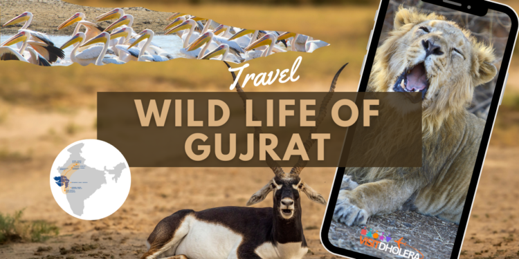 Wildlife of Gujarat: A Haven for Nature Enthusiasts