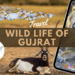Wildlife of Gujarat: A Haven for Nature Enthusiasts